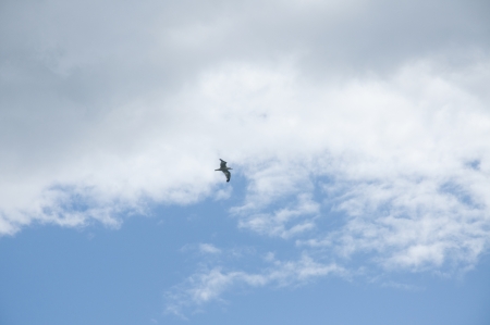 A Soaring Ring-billed Gullの写真素材