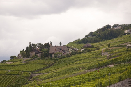 Houses amidst vineyards against an overcast skyの写真素材