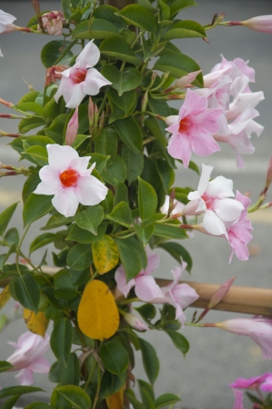 Pink and White Morning Glories Trailing Vineの写真素材