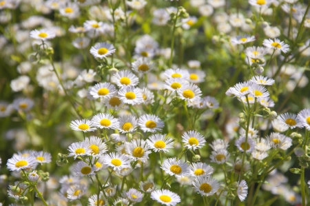 A field of beautiful white daisies in Gstaad, Switzerlandの写真素材