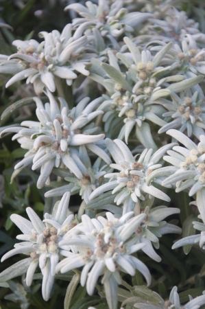 A Bunch of Edelweiss Mountain Flowers in Gstaad, Switzerlandの写真素材