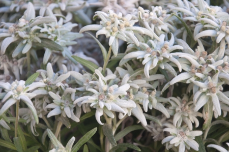 Blooming Edelweiss Flowers in Gstaad, Switzerlandの写真素材