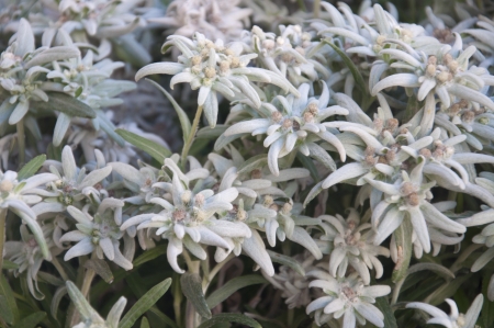 A Bunch of Edelweiss Mountain Flowers in Gstaad, Switzerlandの写真素材