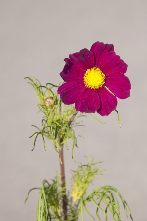 A Beautiful Magenta Anemone Coronariaの写真素材