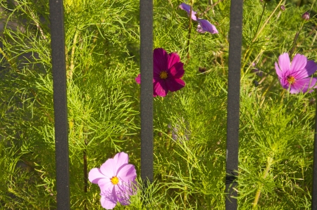 Anemone Coronarias behind a fence in Switzerlandの写真素材