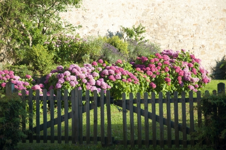 Hydrangeas Behind a Wooden Gate の写真素材