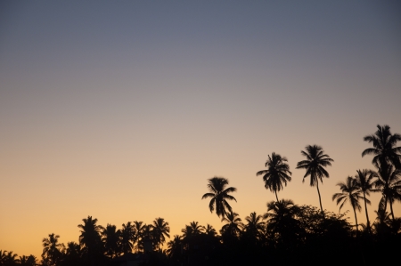 Silhouettes of Palm Trees at a Beautiful Sunset at the Beachの写真素材
