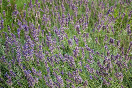 A field of beautiful lavender in Vevey, Switzerlandの写真素材