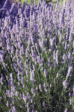 A Bed of Lavenderの写真素材