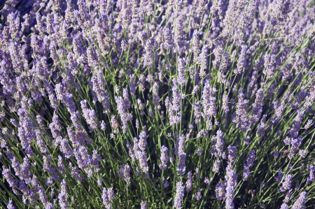 A field of beautiful lavender in Vevey, Switzerlandの写真素材