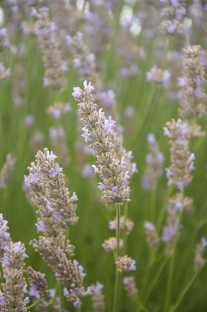 A field of beautiful lavender in Vevey, Switzerlandの写真素材