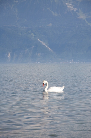 A swan swimming in Lake Geneva, Switzerlandの写真素材