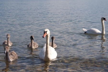 Swans with baby swans swimming in Lake Geneva, Switzerlandの写真素材