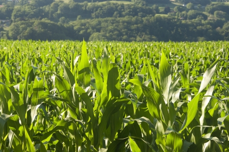 Corn fields on a bright sunny day in Switzerlandの写真素材