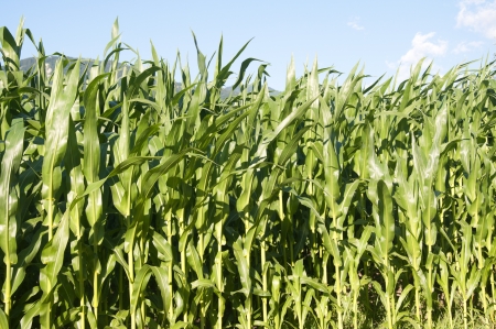 Corn fields on a bright sunny day in Switzerlandの写真素材