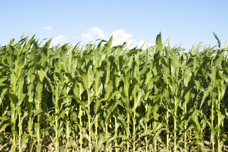 Corn fields on a bright sunny day in Switzerlandの写真素材