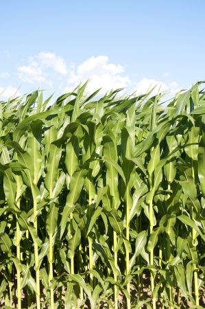 Corn fields on a bright sunny day in Switzerlandの写真素材