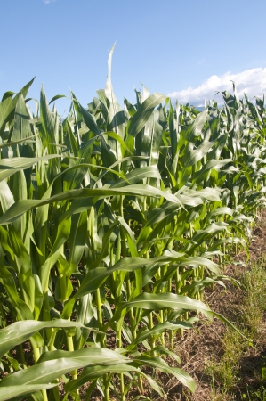 Corn fields on a bright sunny day in Switzerlandの写真素材