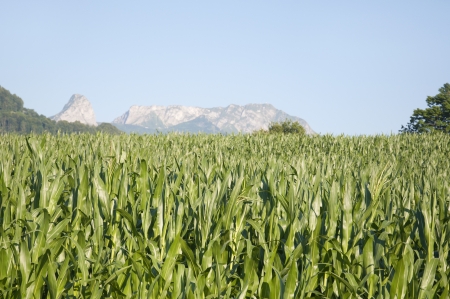 Corn fields on a bright sunny day in Switzerlandの写真素材