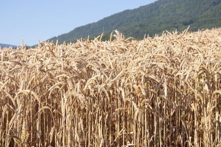 Wheat fields on a bright sunny day in Switzerlandの写真素材
