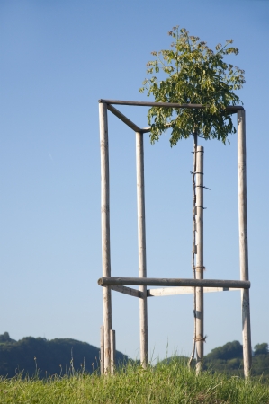 A walnut tree in the countryside in Switzerlandの写真素材