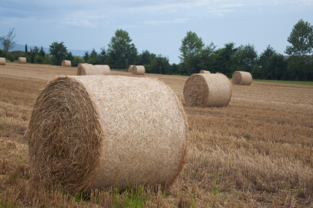 Bales of hay in a field in Switzerlandの写真素材