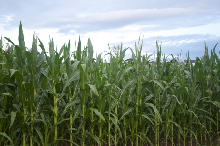 Cornfields on a summer evening in Switzerlandの写真素材