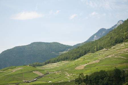 Vineyards in Aigle, Canton of Vaud, Switzerland on a Summer Dayの写真素材