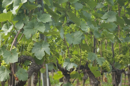 Grapes at a vineyard in Switzerlandの写真素材