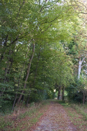 A Path through the Forest in Bavaria, Germanyの写真素材