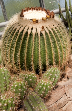 Cactusの写真素材
