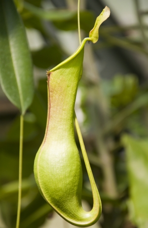 A Beautiful Tropical Pitcher Plant, also known as Monkey Cupの写真素材