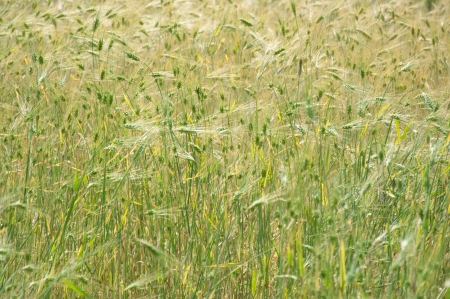 Wheat Field, Indiaの写真素材