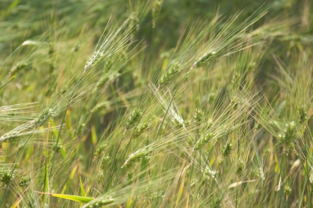 Wheat Field, Indiaの写真素材