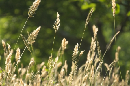 Wheat Field, Indiaの写真素材