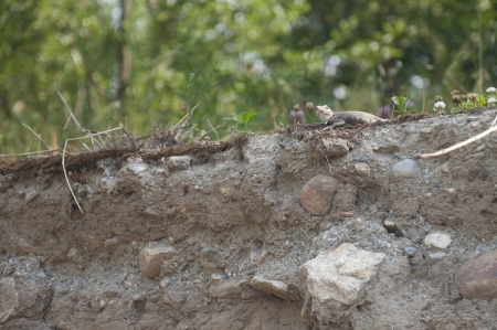 Chameleonの写真素材