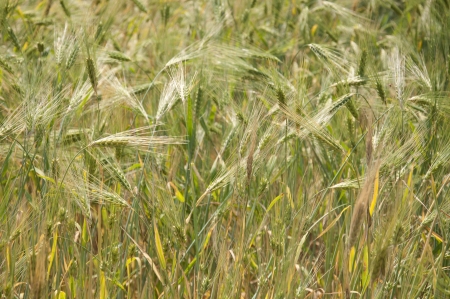 Wheat Field, Indiaの写真素材