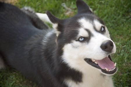 Siberian Huskyの写真素材