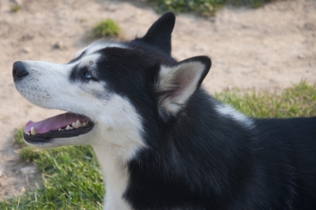 Siberian Huskyの写真素材
