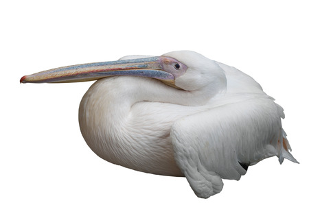 A Pelican Sleeping Isolated on Whiteの写真素材