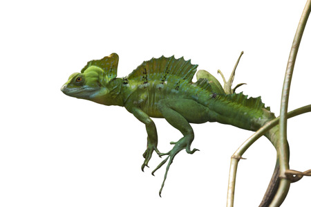 A Green Chameleon の写真素材