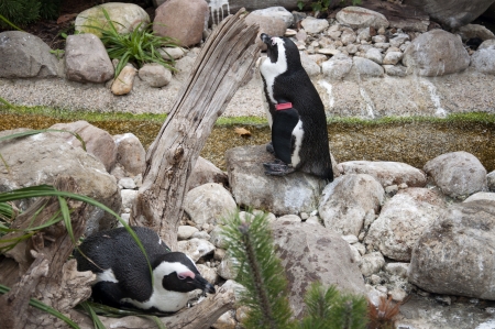 Penguins at a Zooの写真素材