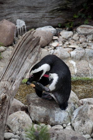 Preening Penguinの写真素材