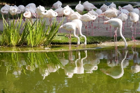 A Flock of Flamingos on a Sunny Dayの写真素材