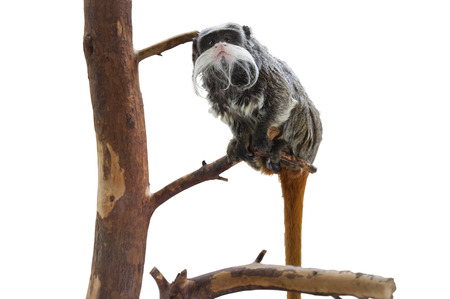 Isolated Emperor Tamarin, Monkey with a Mustacheの写真素材