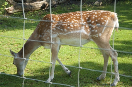 A Doe Grazing at a Zooの写真素材