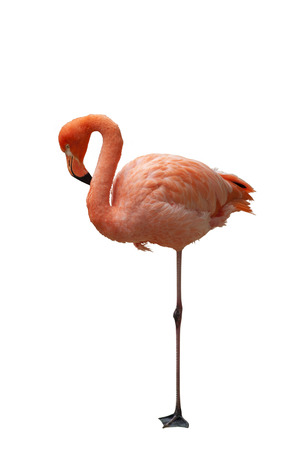 A Beautiful American Flamingo, also known as Caribbean Flamingo Isolated on Whiteの写真素材