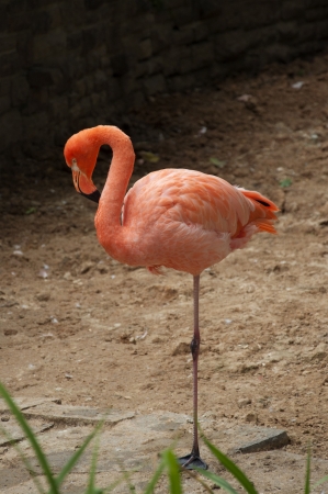 A Beautiful American Flamingo, also known as Caribbean Flamingoの写真素材