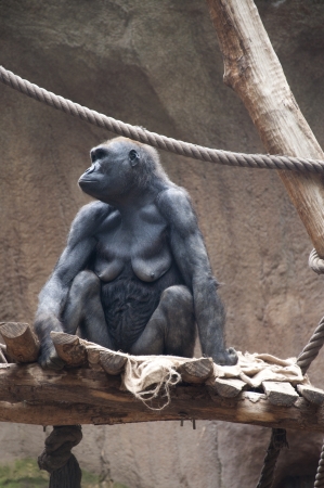 Greyback, an Adult Female Gorillaの写真素材