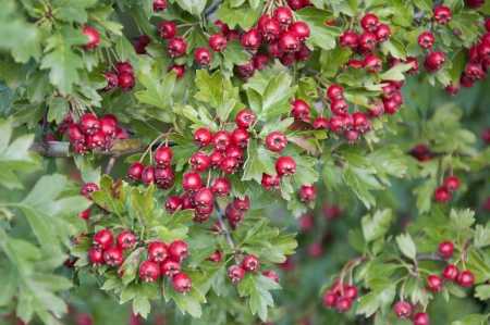 Hawthorn Berries in Germanyの写真素材